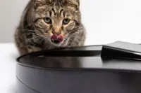 BistroCat logo