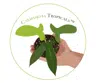 California Tropicals logo