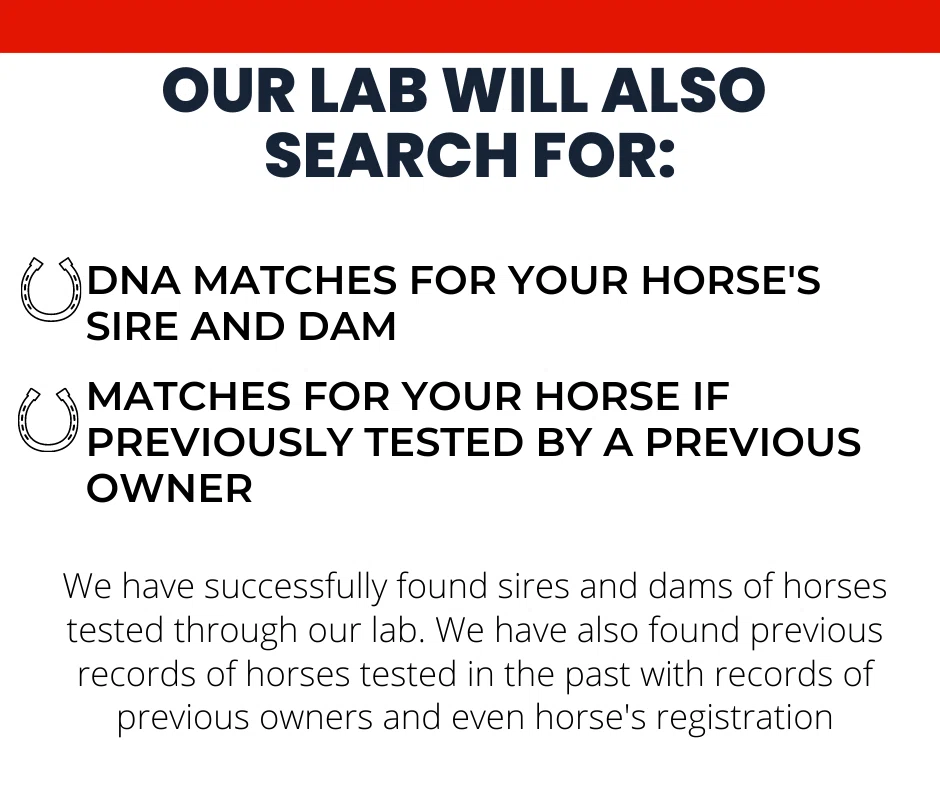 DNA My Horse logo