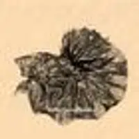 Rare Betta Fish Store logo
