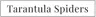 Tarantulaspiders.com logo