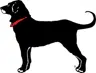 The Black Dog logo