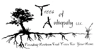 Trees of Antiquity logo