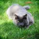 PurrfectlyDigital