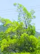 Pollitom
