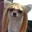User's avatar
