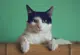 MiauMiau