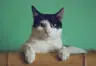 MiauMiau