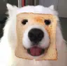 Pansito