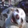 ZoilaPerrita