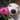 SmartWhiz9028's avatar