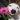 SmartWhiz9028's avatar