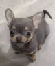 BrandoJose1