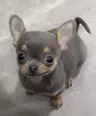BrandoJose1