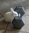 Gatico_fuerte