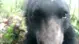 Elosox1
