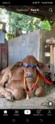 Mangoverde