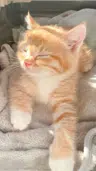 Kim_michi
