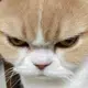 elgatobravo