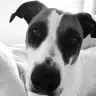 Lululu