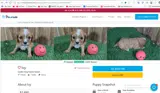 Pawrade coupon verification screenshot