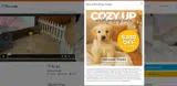 Pawrade coupon verification screenshot