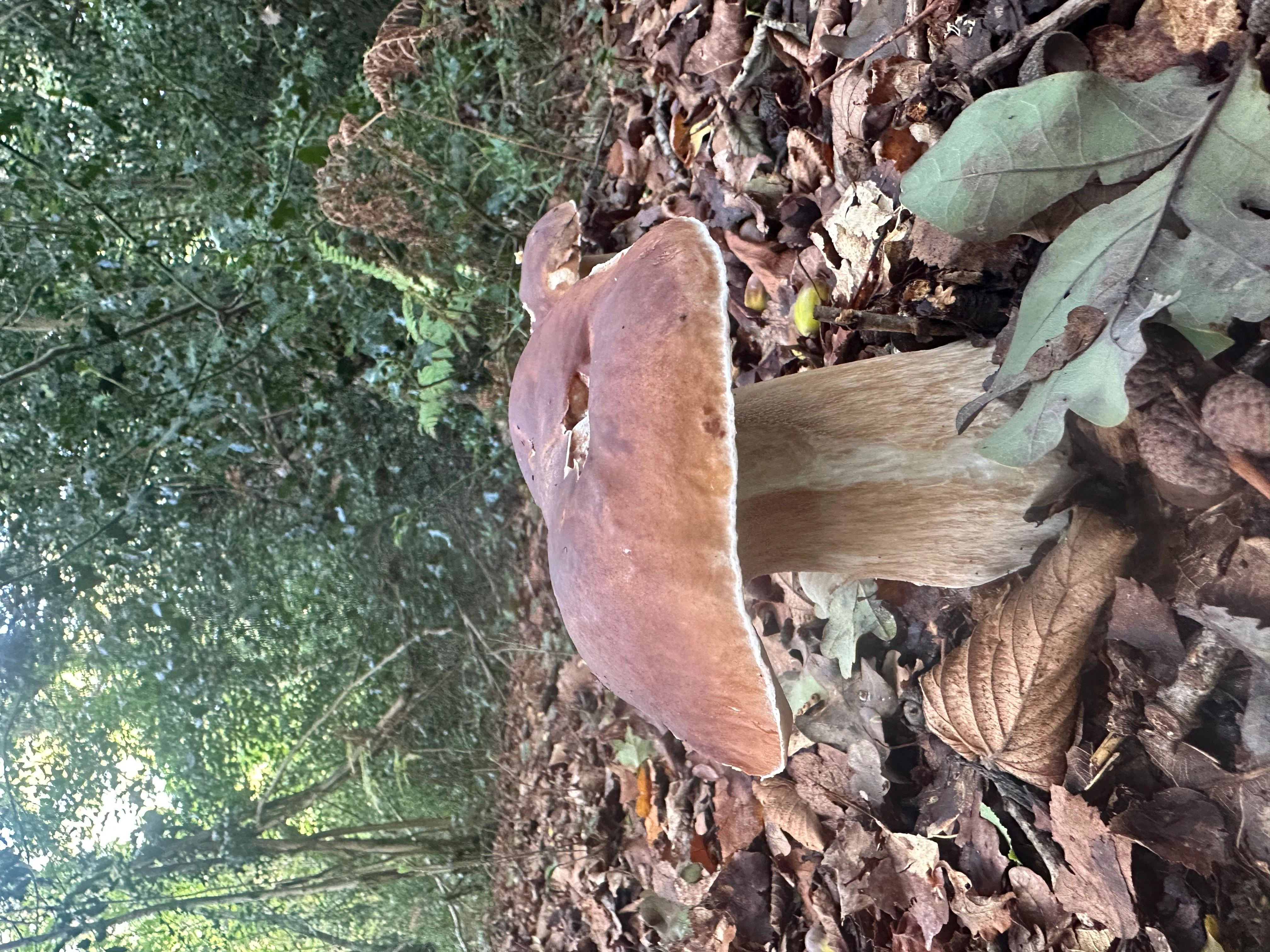 Flexcin coupon code screenshot showing code Elle applied at Flexcin checkout page. Uploaded by SimplyCodes community member Lavalady369 on Sep 19, 2025