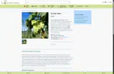 carlythelittlegreenshoot-com10 coupon verification screenshot
