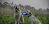 COLDPAWS coupon verification screenshot